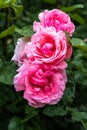 Flowering Tree Rose